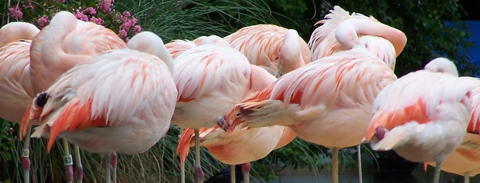 攻击网站的方法